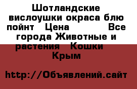 Шотландские вислоушки окраса блю пойнт › Цена ­ 4 000 - Все города Животные и растения » Кошки   . Крым